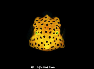 Yellow Box Fish by Jagwang Koo 